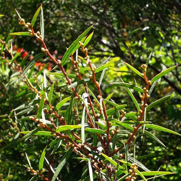 Acacia siculiformis