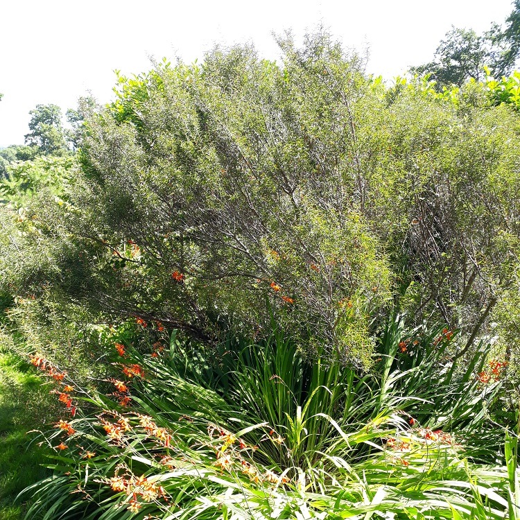 Acacia siculiformis
