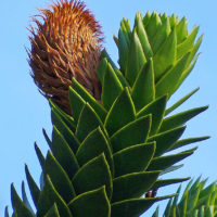 Araucaria araucana