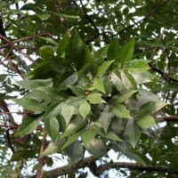 Carya glabra