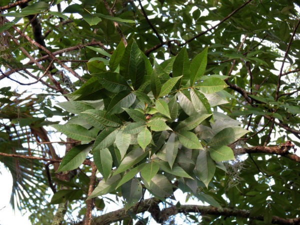 Carya glabra