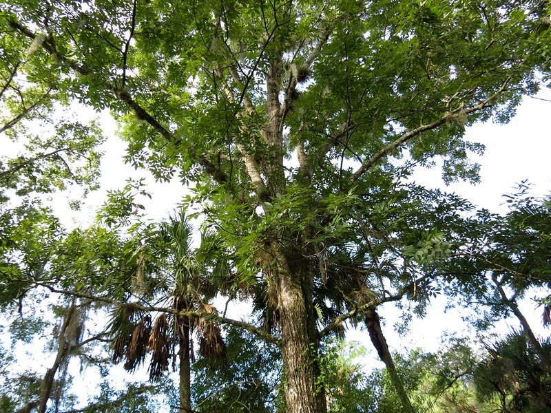 Carya glabra