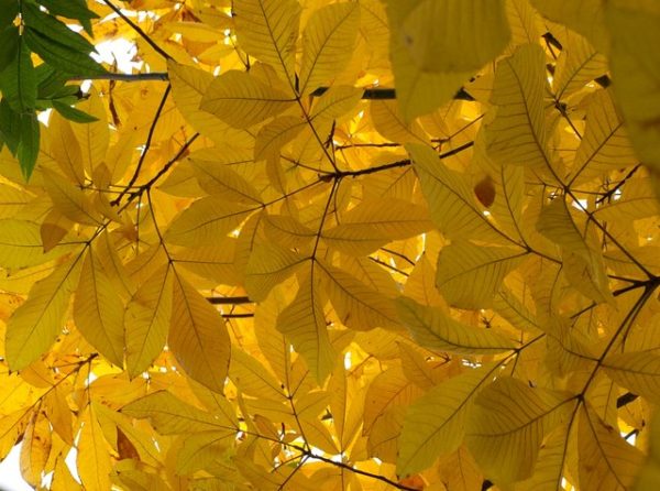 Carya ovata