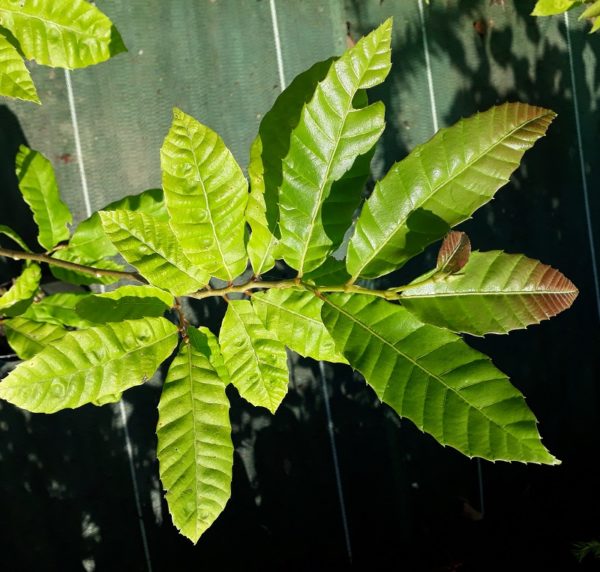 Castanea henryi