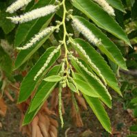 Castanea seguinii