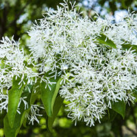 Chionanthus retusus