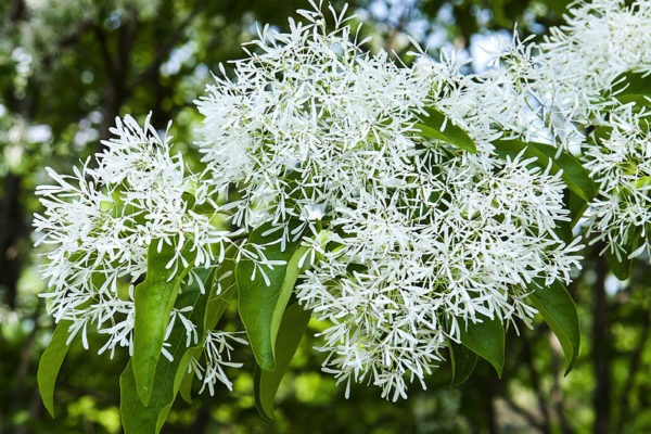 Chionanthus retusus