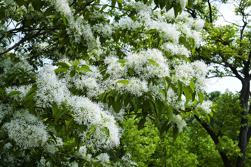 chionanthus-retusus-arbre-franges-florama