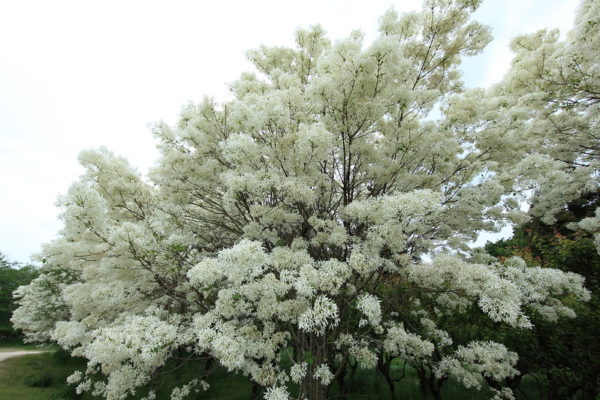 chionanthus-retusus-arbre-franges-de-chine-florama