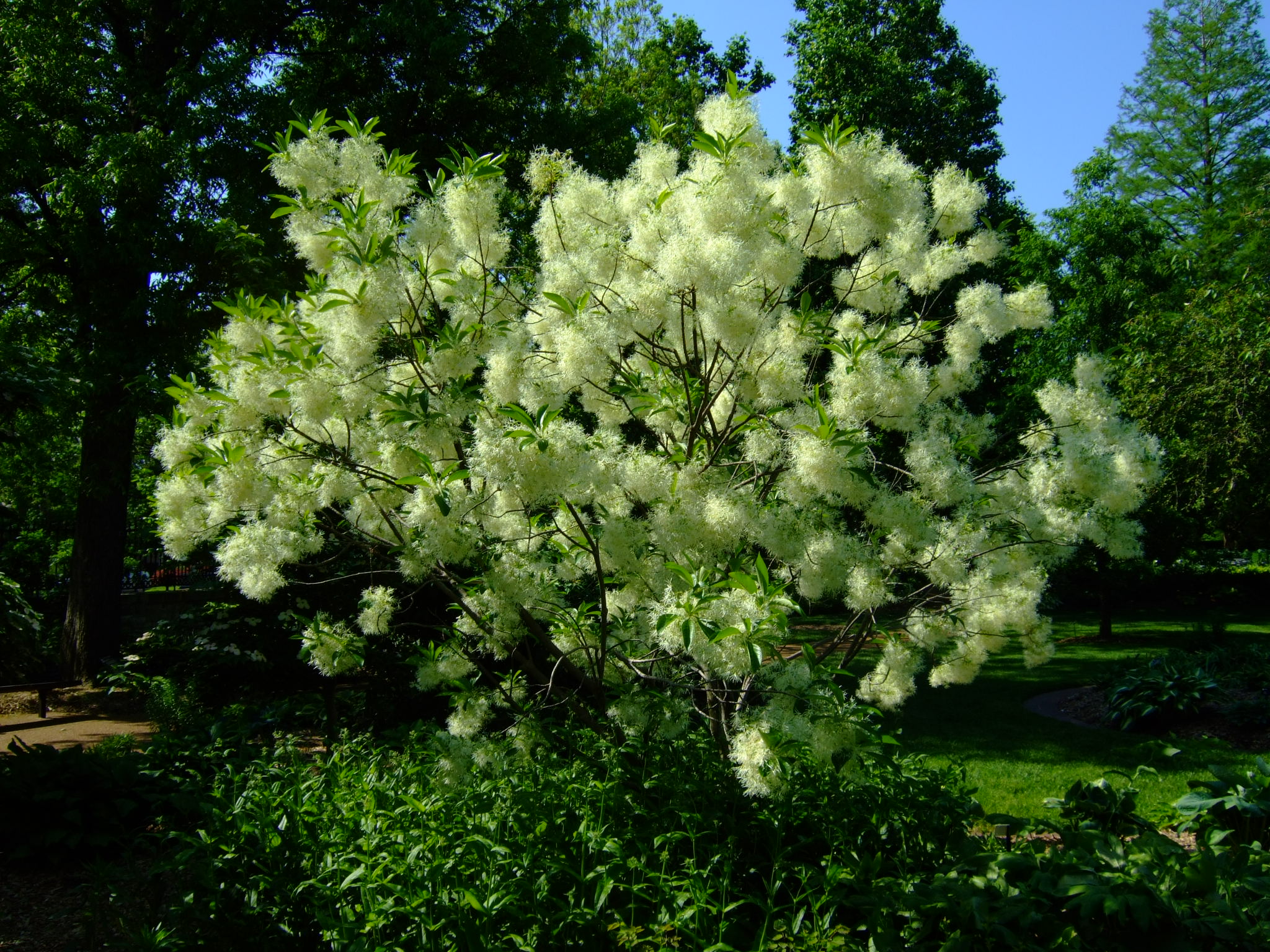 chionanthus-virginicus-arbre-franges-florama