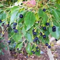 Cinnamomum camphora