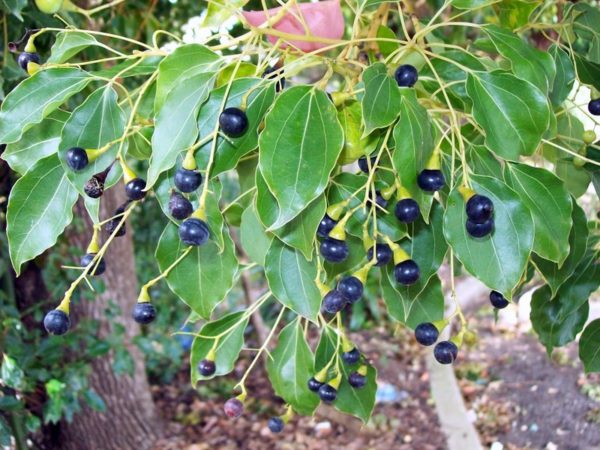 Cinnamomum camphora