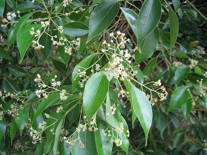 Cinnamomum camphora