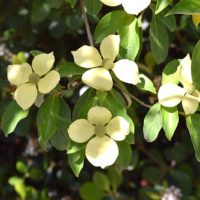 Cornus capitata