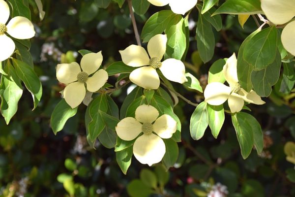 Cornus capitata