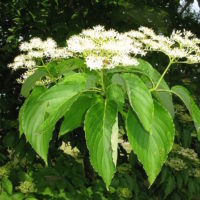 Cornus macrophylla