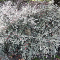 Cotoneaster buxifolius