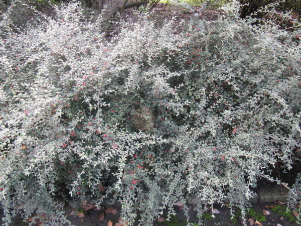 Cotoneaster buxifolius