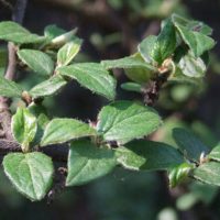 Cotoneaster wardii