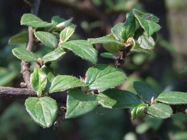 Cotoneaster wardii