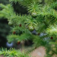 Cunninghamia lanceolata