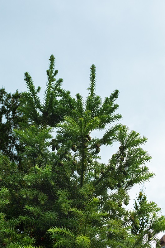 Cunninghamia lanceolata