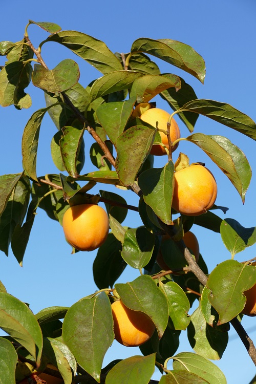Diospyros virginiana