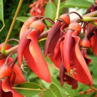 Erythrina crista-galli