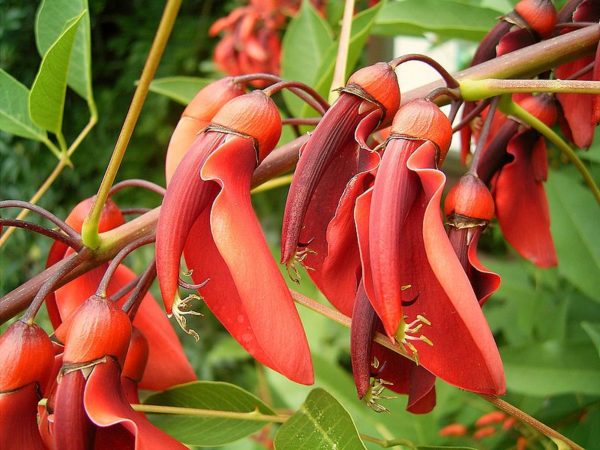 Erythrina crista-galli