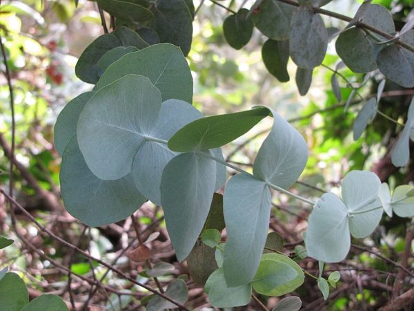 Eucalyptus cinerea