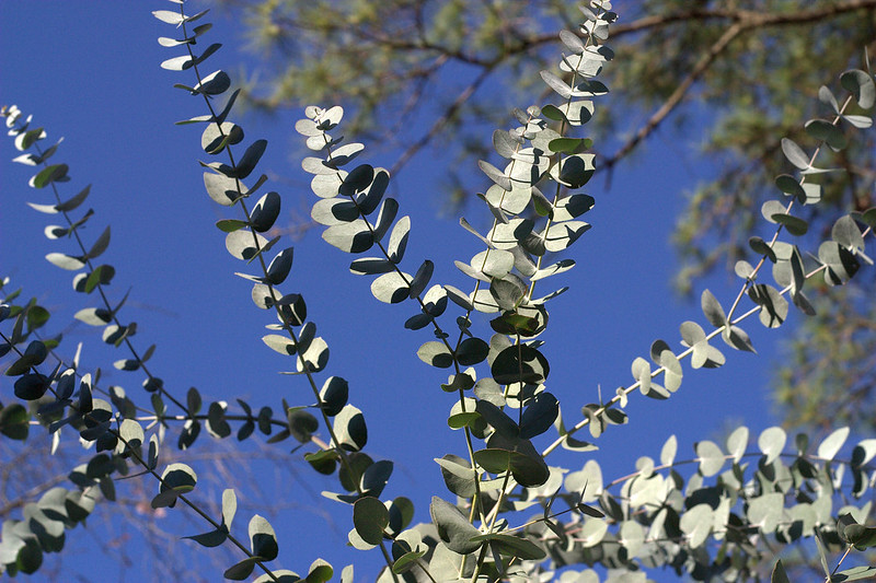 Eucalyptus cinerea