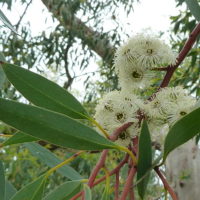 Eucalyptus coccifera