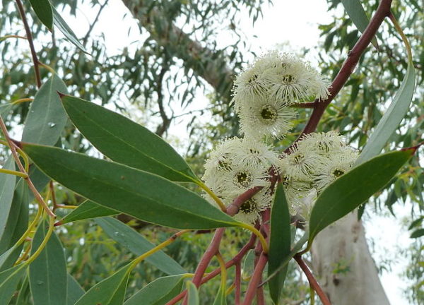 Eucalyptus coccifera