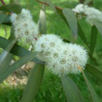 Eucalyptus gregsonaiana