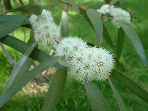 Eucalyptus gregsonaiana