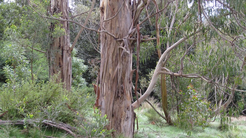 Eucalyptus gregsoniana