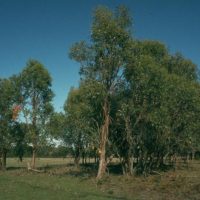 Eucalyptus kitsoniana