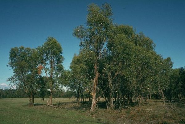 Eucalyptus kitsoniana