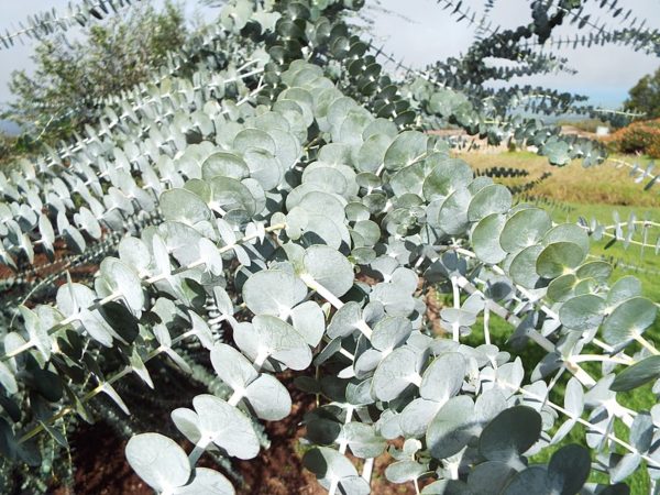 Eucalyptus pulverulenta