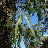 Eucalyptus rubida