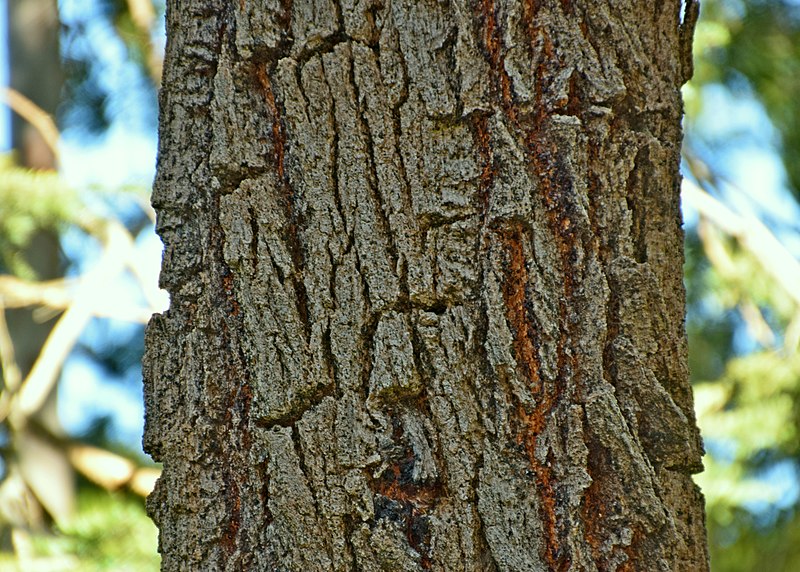 Eucalyptus sideroxylon