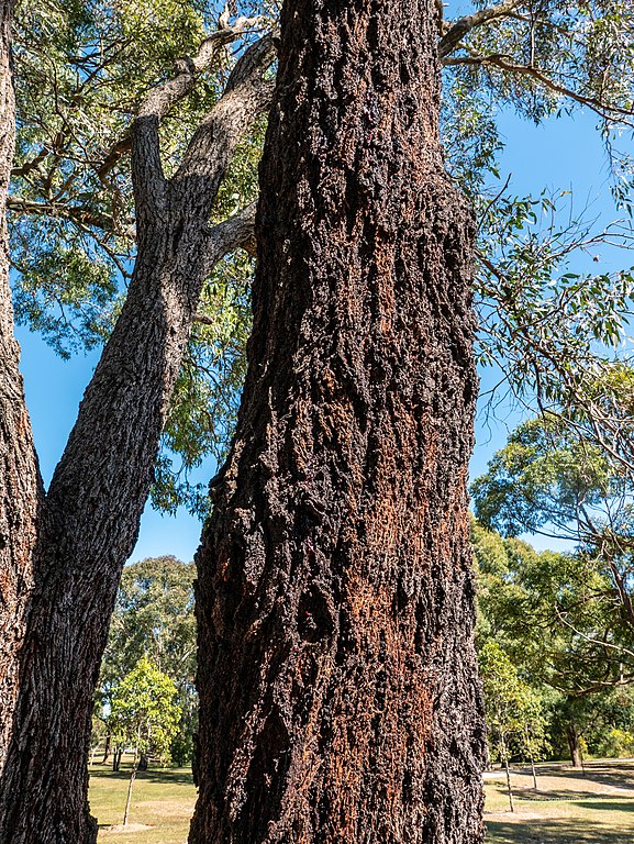 Eucalyptus sideroxylon