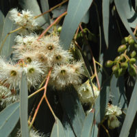 Eucalyptus sideroxylon