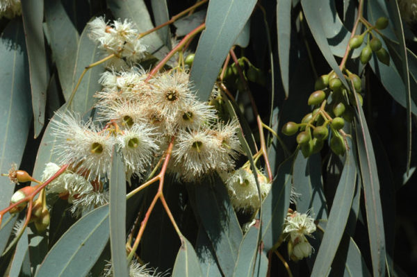 Eucalyptus sideroxylon