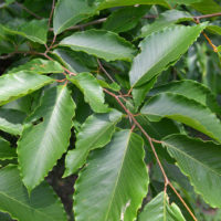 Fagus grandifolia