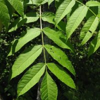 Fraxinus nigra