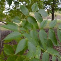 Fraxinus quadrangulata