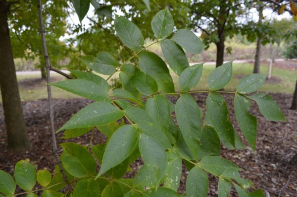 Fraxinus quadrangulata