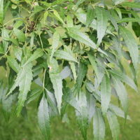 Fraxinus syriaca