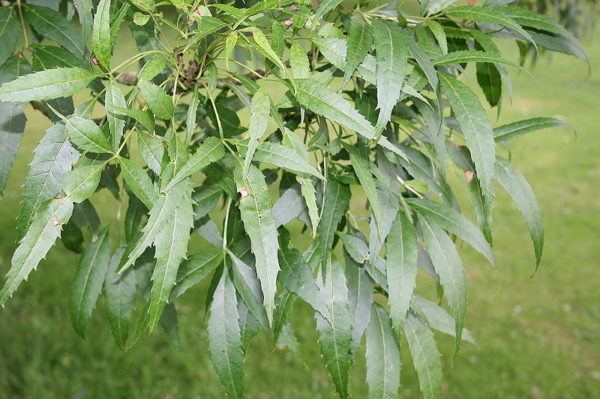 Fraxinus syriaca